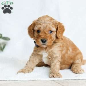 Mara F1b, Cavapoo Puppy